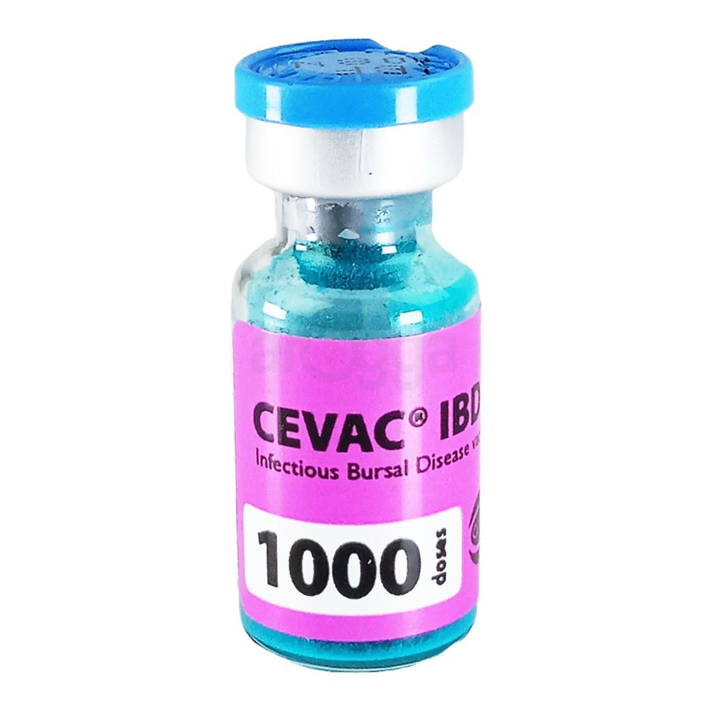 IBDL 1000 DOSES