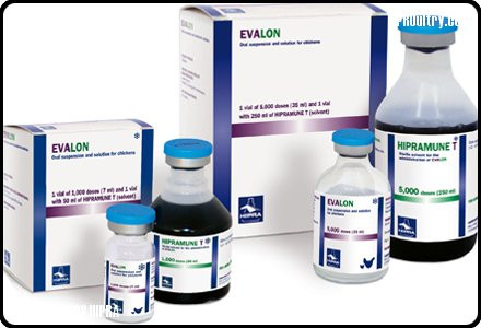 EVALON 5000 DOSES +SOLVANT